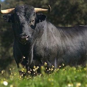 Meet your Posher, Jesus m.